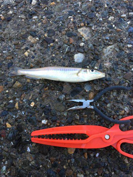 カレイ狙いその4