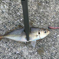 アジング難しい…