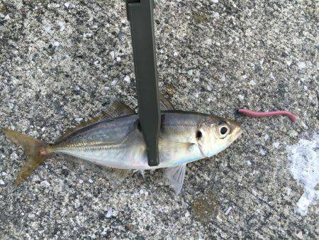 アジング難しい…