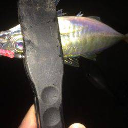 久しぶりのアジング