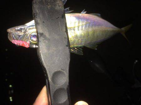 久しぶりのアジング