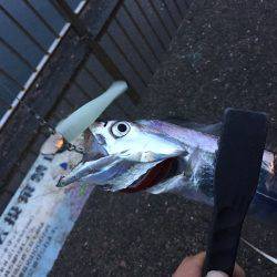 サイズもよく引きも強い