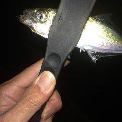 久しぶりに入れ食い