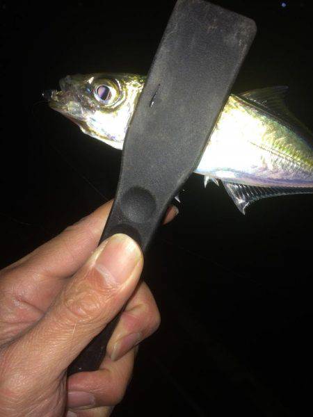 久しぶりに入れ食い