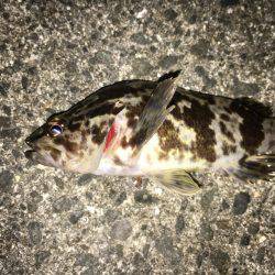 アジングのはずが