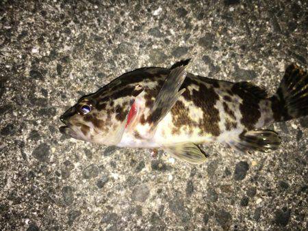 アジングのはずが