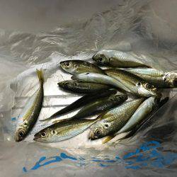 久々アジング！