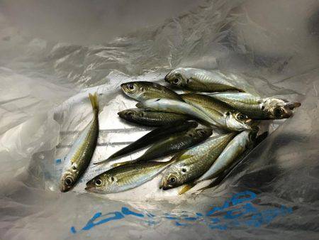 久々アジング！