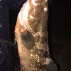 ライトゲーム&ロックフィッシュゲーム