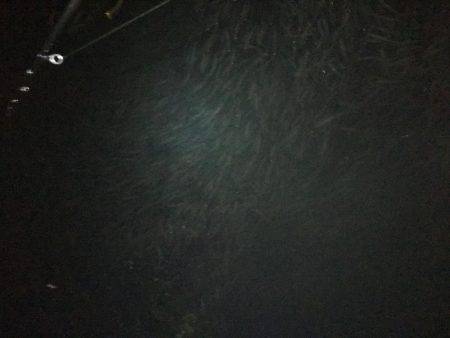 アジングならぬ‥