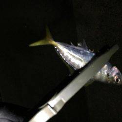 メバルは見れず…