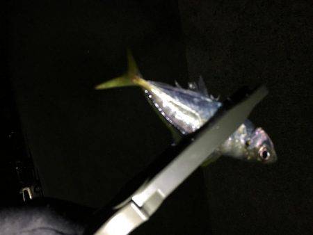 メバルは見れず…