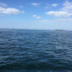 鯛、ハマチ、鯵