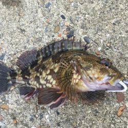 なんとか釣れました