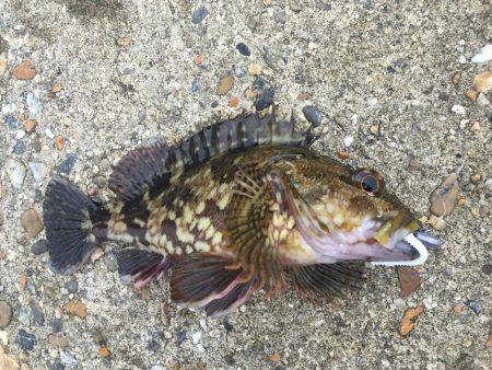 なんとか釣れました