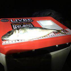 今日もマイポイントへアジング(^^)