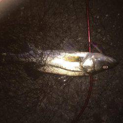 久々のシーバス