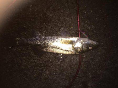 久々のシーバス