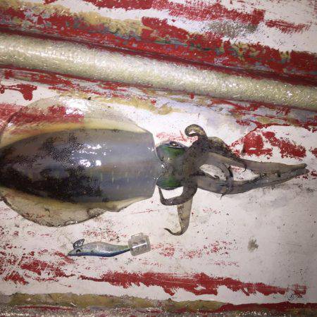 なかなかサイズのアオリ