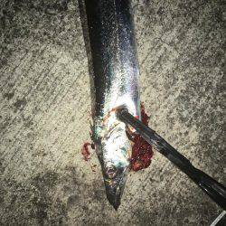 タッチーおるかなぁ