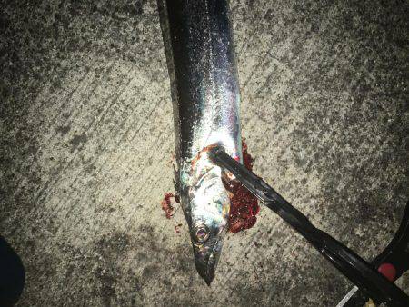 タッチーおるかなぁ