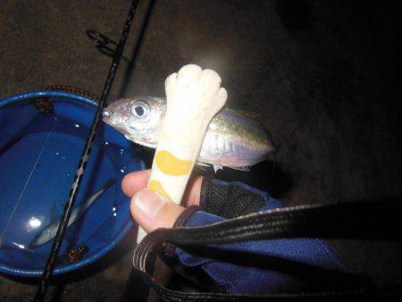 ちょこっとアジング