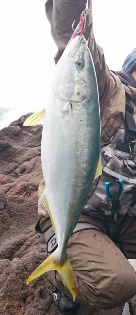 ヒラマサ釣れず・・・