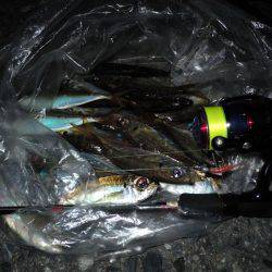 タチウオもええけどアジもおもろい