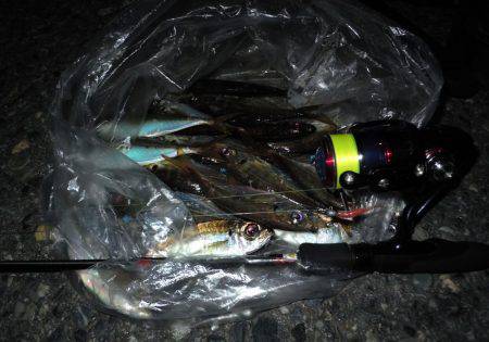 タチウオもええけどアジもおもろい