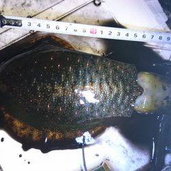 食べごろサイズのアオリイカget♪