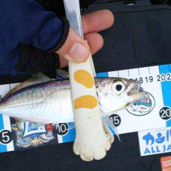 アジング!ワインド!チャリコング?