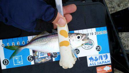 アジング!ワインド!チャリコング?