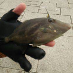 秋アオリが釣りたい　～season2淡路遠征～