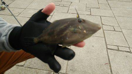 秋アオリが釣りたい　～season2淡路遠征～