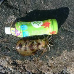 アオリイカ狙いで今日も行ってきました。