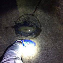 秋イカ終わりになるまえに！