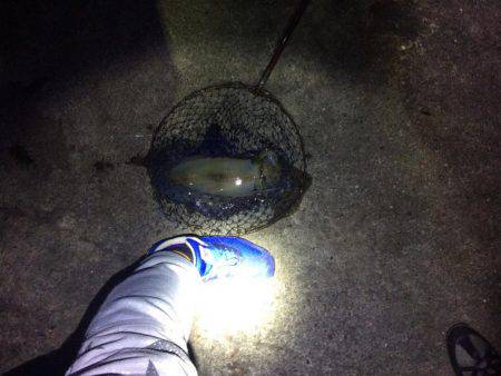 秋イカ終わりになるまえに！