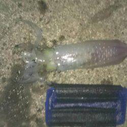 朝まずめ爆風前に釣れました。