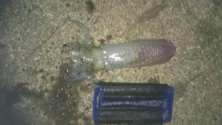 朝まずめ爆風前に釣れました。