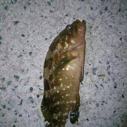 イカを求めてあちこちと・・・