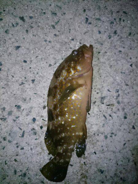 イカを求めてあちこちと・・・