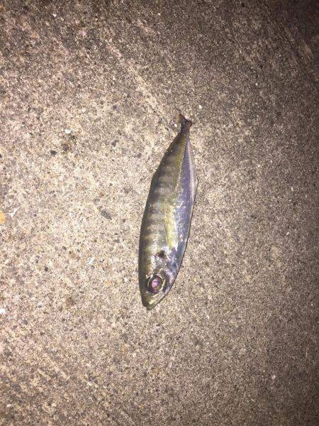 大阪南をランガン