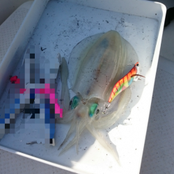 エギング&サゴシング