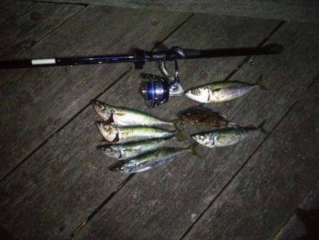 アジングのはずが。。。