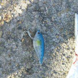 カンパリ情報で初釣り場