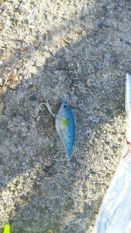 カンパリ情報で初釣り場