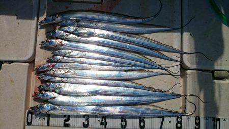 タチウオジギング