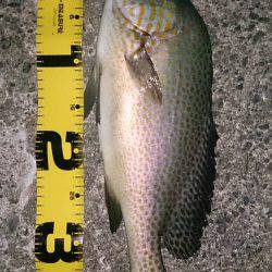 久しぶりに魚釣り友人と