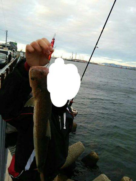 エギングロッドでデカエソ