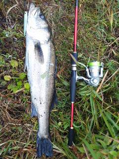 朝まずめシーバス